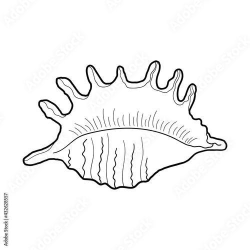 Hand-drawn spider conch shell of engraved line. Design element for invitations, greeting cards, posters, banners, flyers and more. Vector illustration isolated on white background.