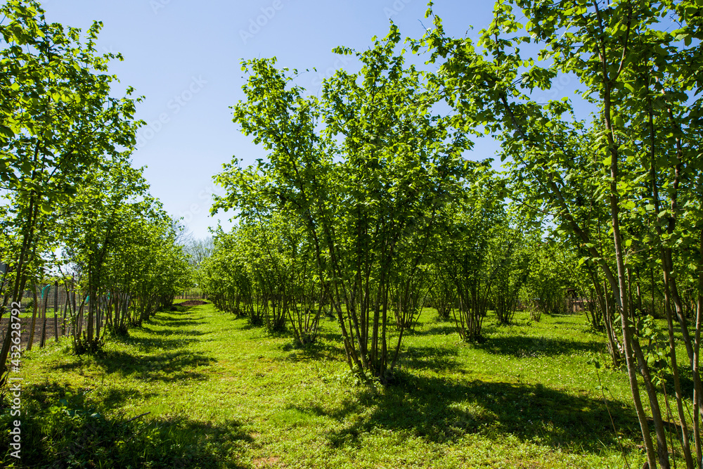 Hazelnut trees plantation Hazelnut trees plantation