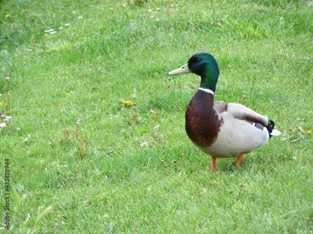duck bird colors animal feathers peak swim
