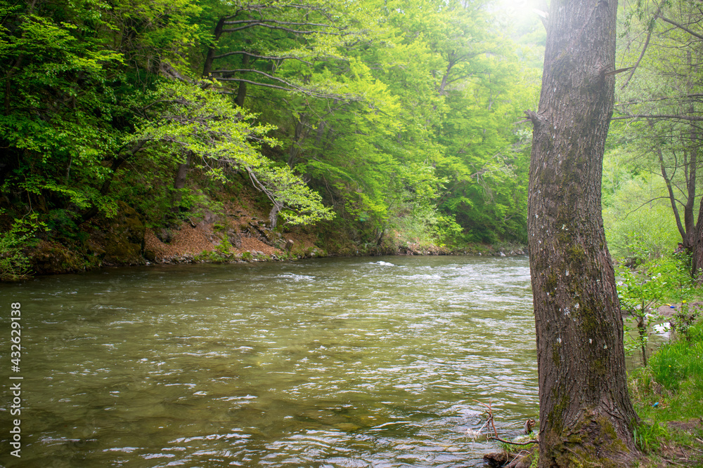 River in the mountains. Trees on the water's edge River in the mountains. Trees on the water's edge