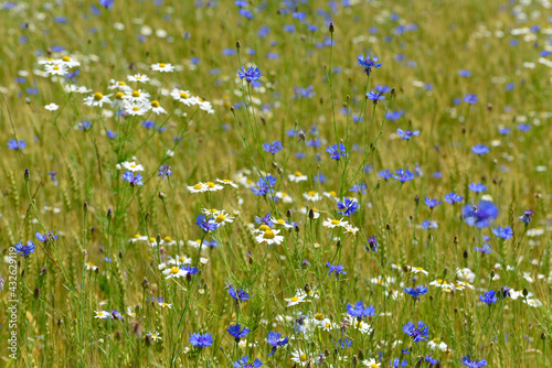 Cornflowers blue flowers and white daisies in a cereal field. 