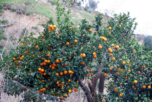 Orange tree in the countryside.