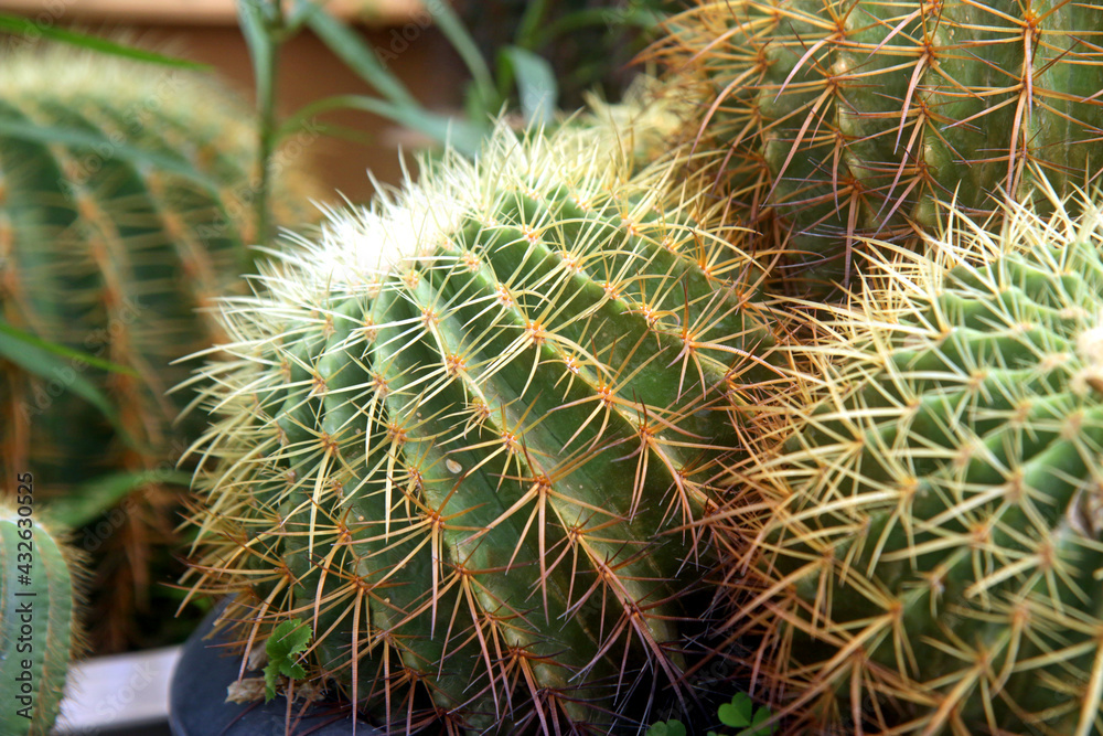 closeup succulents and cactus green leaves in cactus planting, for home gardening closeup succulents and cactus green leaves in cactus planting, for home gardening