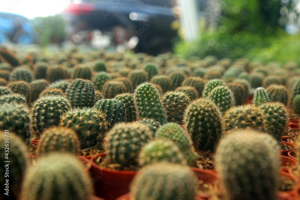 closeup succulents and cactus green leaves in cactus planting, for home gardening