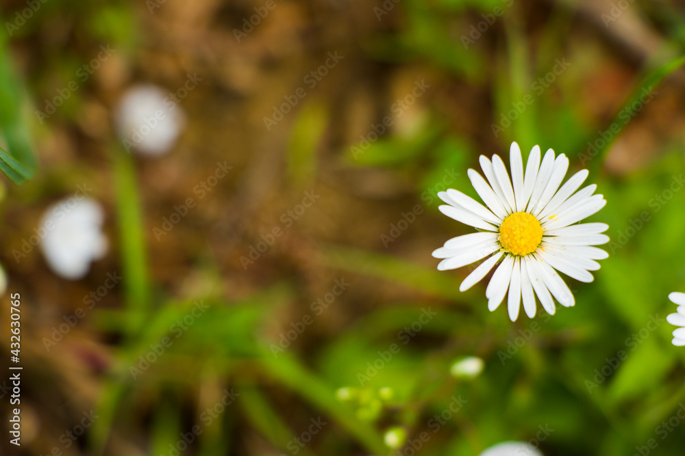 Daisies on the field, grass and blossom flower head, high angle view Daisies on the field, grass and blossom flower head, high angle view