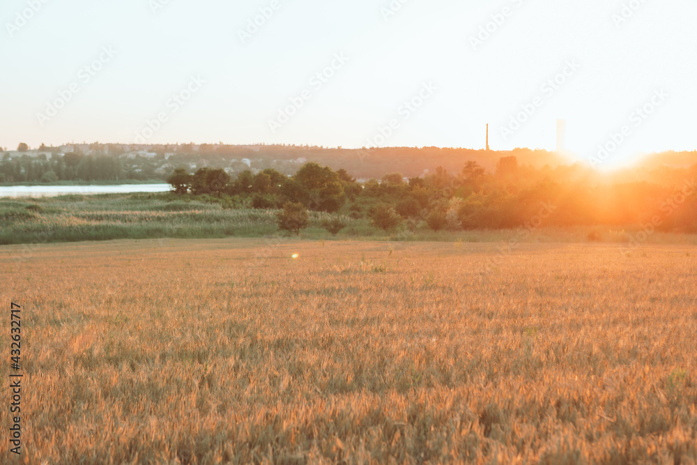 Fototapeta premium view of sunset above wheat field