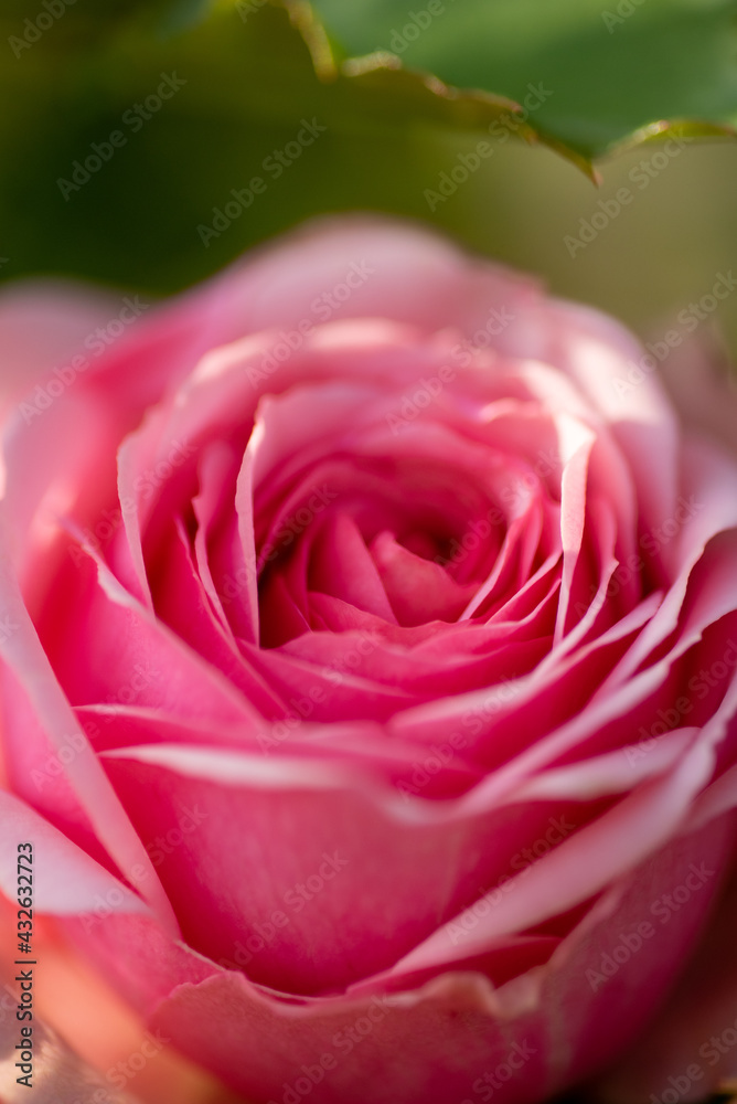 Obraz premium pink rose close up