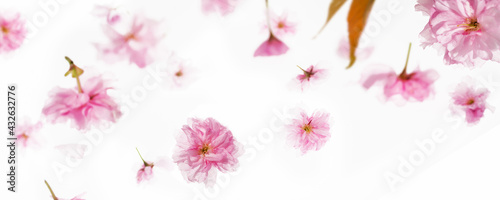 fallende blütenblätter kirschblüten isoliert auf weissem hintergrund, florales muster frühlingskonzept