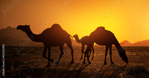 Dromedary family grazing at sunset - silhouette.