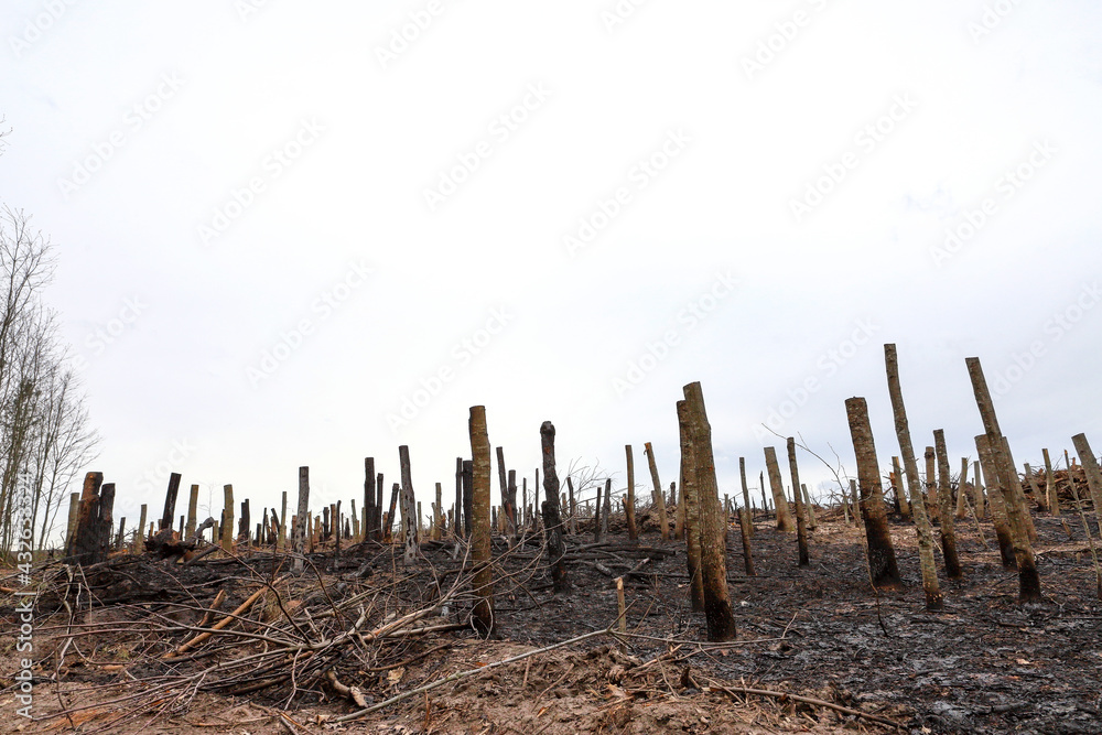 Dry dead gray tree trunks with branches after a fire, terrible fire, tree roots. Dead trees after a forest fire Dry dead gray tree trunks with branches after a fire, terrible fire, tree roots. Dead trees after a forest fire
