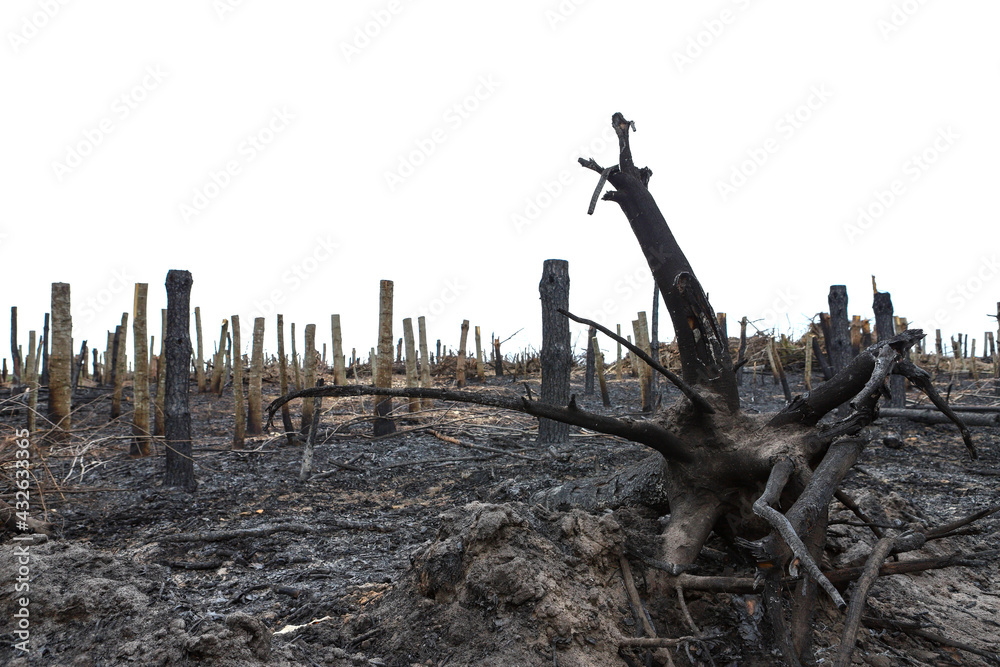 Dry dead gray tree trunks with branches after a fire, terrible fire, tree roots. Dead trees after a forest fire