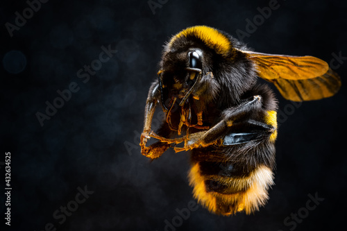 furry bumblebee in pollen on black background