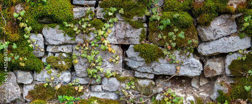 Photography Wide panorama of a old natural stone wall covered with green and brown moss and