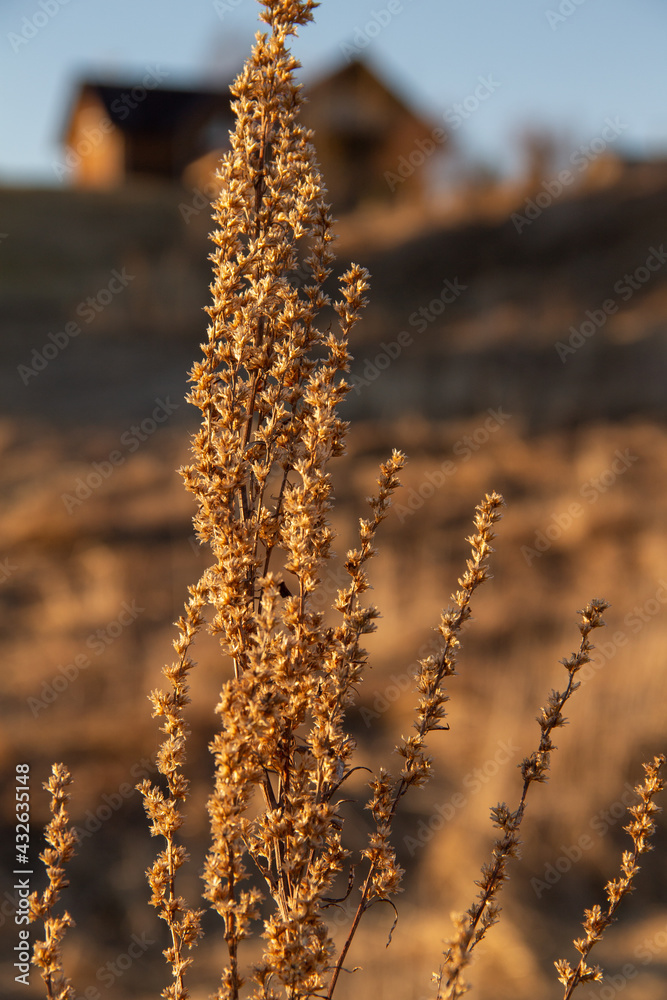 Naklejka premium rural landscape in early spring dry wild plant close up on the background of the village