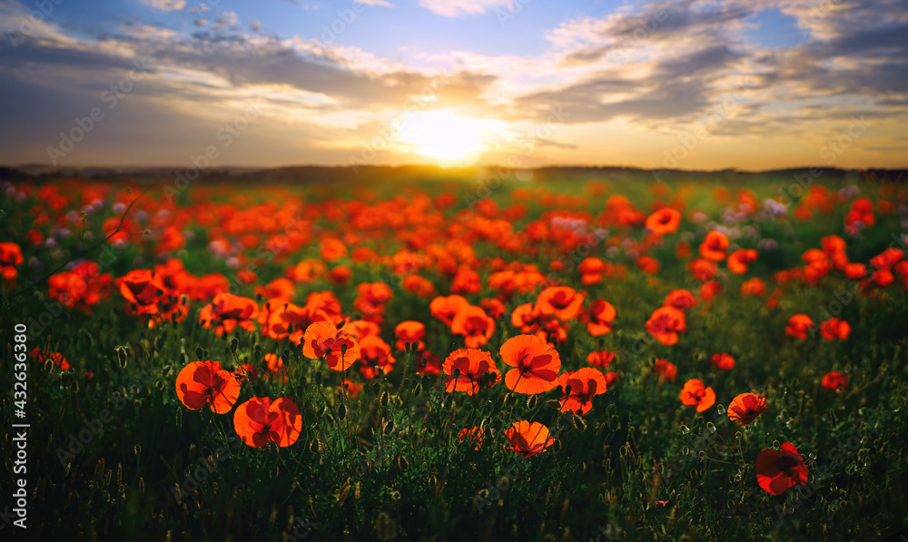 Beautiful natural landscape with field of blooming poppies in evening at sunset.