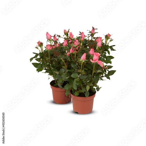 Pink rose buds are blooming beautiful flower in a pot isolated​ on white​ background with​ cutout​ and​ clipping path​