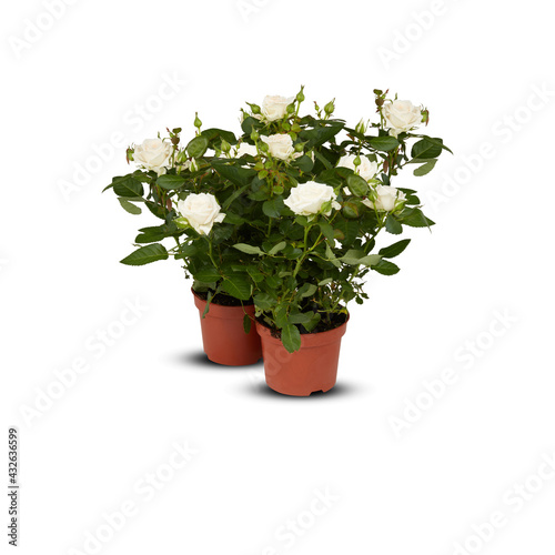 Fototapeta Naklejka Na Ścianę i Meble -  rose white beautiful flower in a pot isolated​ on​ white​ background​ with​ cutout and​ clipping​ path​