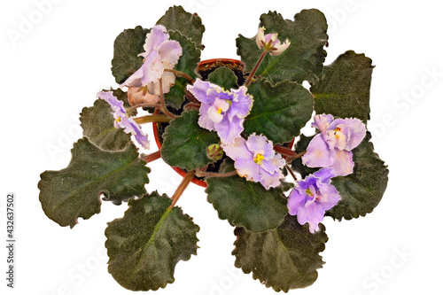 Light Purple Flowers Are Decorated with A Plant Violet Uzambar, Hybrid. Cut On White Background photo