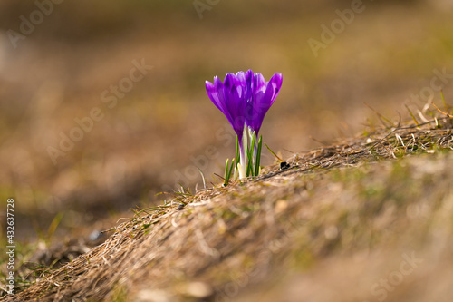 izolate purple crocus flowers