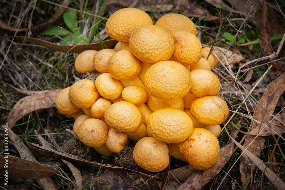 Orange Fungi cluster close up detail, growing in leaf litter on the forest floor in South Australia. Autumn toadstools. Orange Fungi cluster close up detail, growing in leaf litter on the forest floor in South Australia. Autumn toadstools.