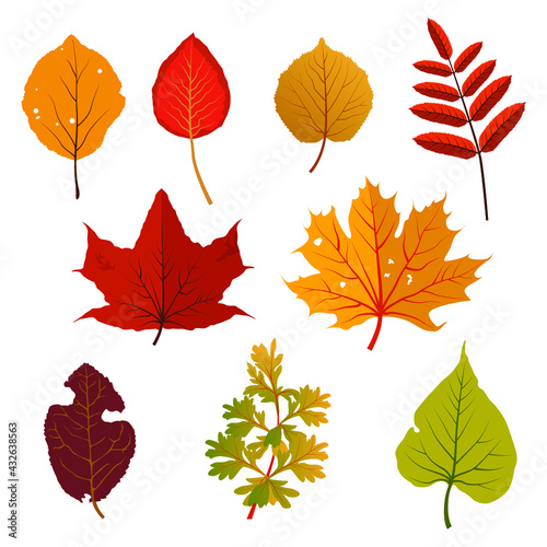 Autumn yellow and red leaves. Clipart set. Maple, mountain ash and aspen. Vector illustration