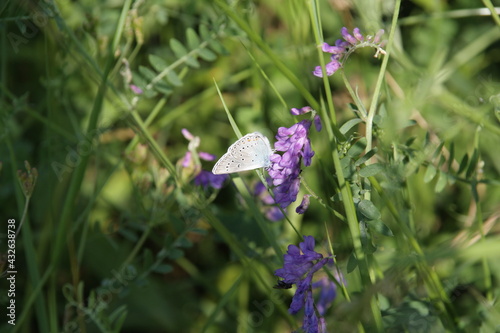 butterfly on a mouse peas