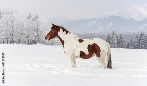 Fototapeta Naklejka Na Ścianę i Meble -  Brown and white horse, Slovak Warmblood breed, standing on snow, blurred trees and mountains in background
