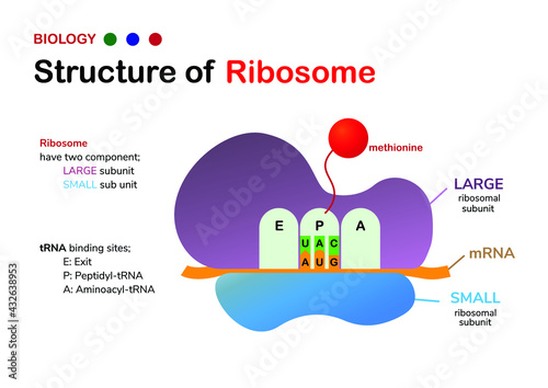 Biology diagram: Structure of Ribosome shows large and small subunit with start codon and amino acid photo