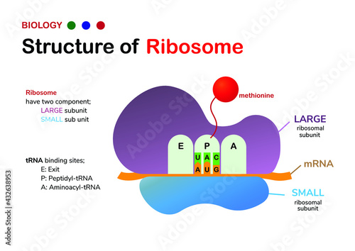Biology diagram: Structure of Ribosome shows large and small subunit with start codon and amino acid