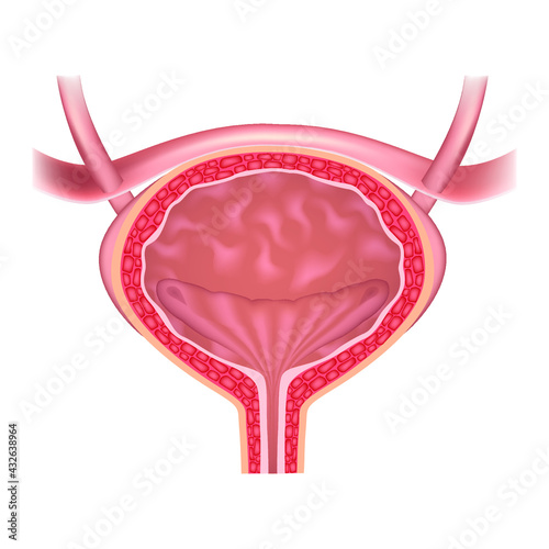 Human bladder anatomy. Sectional view of the internal organ. Vector medical illustration.