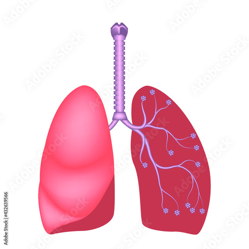 Human lung anatomy. Diagram showing the location of the heart, trachea and alvioli. One half in section. Vector illustration.