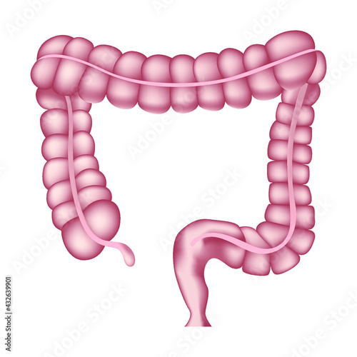 Healthy human intestines. Anatomy textbook. Vector illustration. photo
