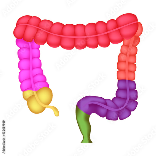 The structure of the human intestine. Separate parts of the organ are indicated by different colors. Anatomy textbook. Vector illustration. photo