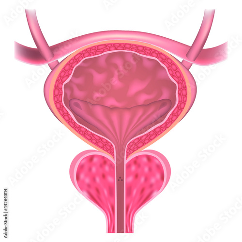 Prostate and bladder. The seminal duct. Vector illustration.