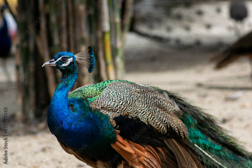 Obraz premium A Beautiful Male Indian peacock with wings, Portrait