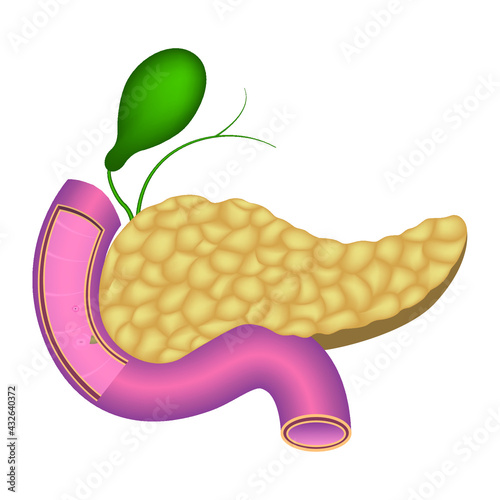 Human pancreas anatomy. Duodenum. The gallbladder. Vector illustration.