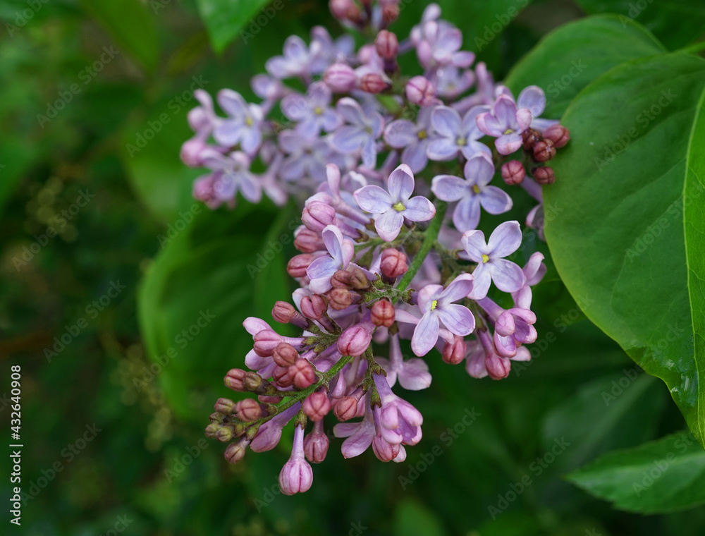 soft pink purple lilacs against a green background soft pink purple lilacs against a green background