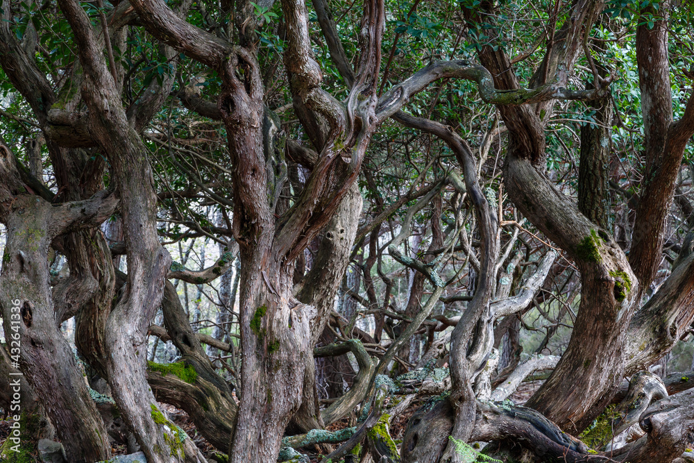 Arbutus unedo. Scaly and reddish trunks of strawberry tree. Arbutus unedo. Scaly and reddish trunks of strawberry tree.