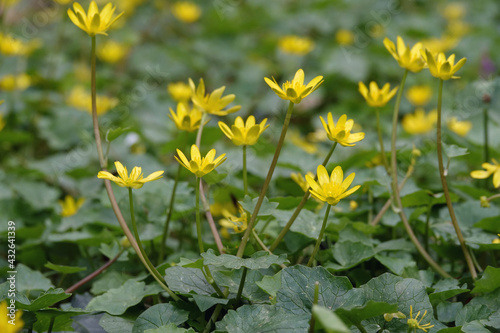 Wildflowers in springtime in Park Sorghvliet in The Hague photo