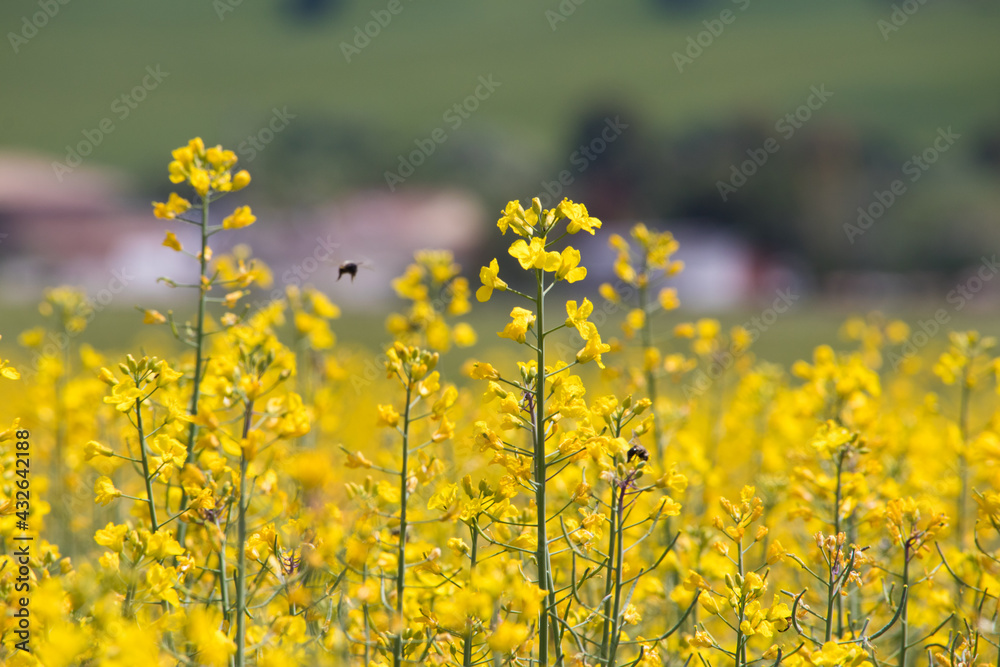 Fototapeta premium flores
