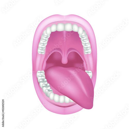 Oral cavity with tongue sticking out to one side. The structure of the teeth. Anatomy of the mouth. Vector illustration.