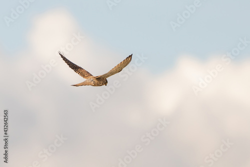 Close-up of Kestrel bird of prey hovers against a beautiful blue sky with white clouds an, hunting for prey