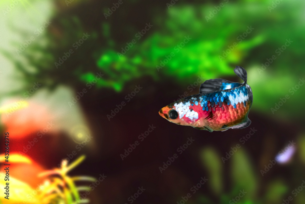 betta fish algae