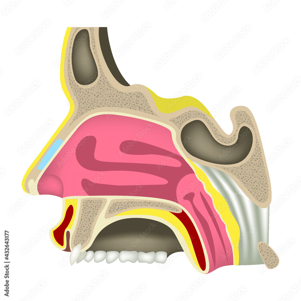 The nasal cavity. Charm organs. Human head anatomy. Haimar's sinus ...