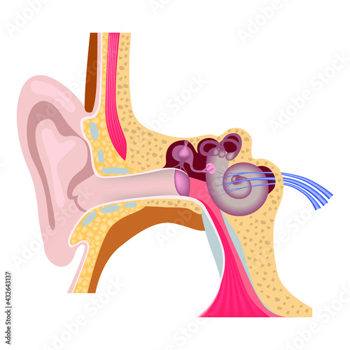 Human inner ear anatomy. Hearing organs. Vestebular apparatus. External auditory canal. Medical poster. Vector illustration.