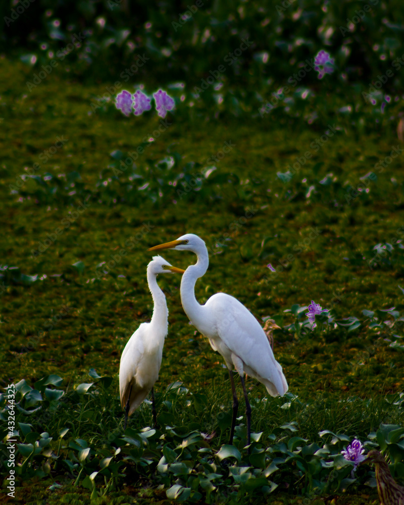 Obraz premium white heron in the wetland