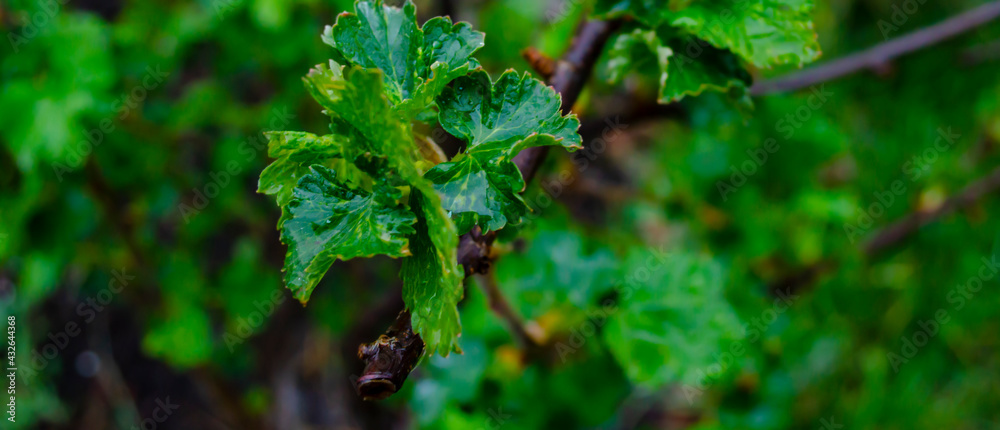 Young foliage of currant bush with water drops macro photography. Fresh green leaves of a garden plant after rain close-up photography. Young foliage of currant bush with water drops macro photography. Fresh green leaves of a garden plant after rain close-up photography.