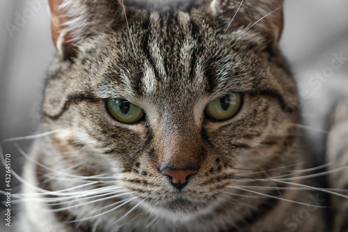 Close up of Cute Tabby Cat looking straight at the camera