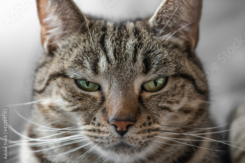 Sleepy and Moody Looking Tabby Cat. Pet Portrait. Grey and Golden  © OV