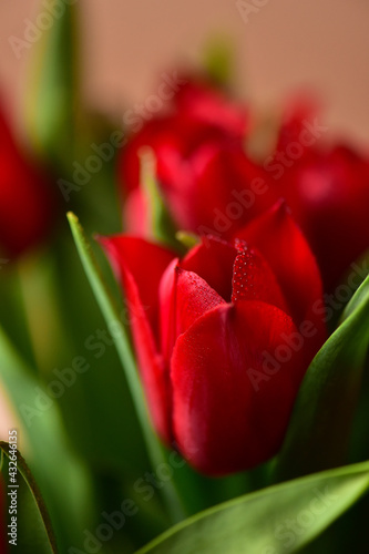 Red tulips with water drops and bright green leaves on a dark background.